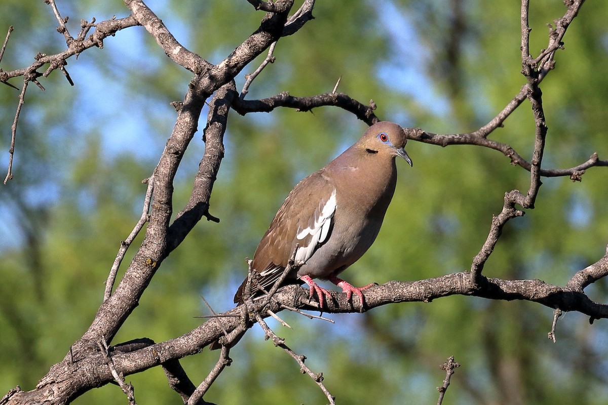 White-winged Dove - ML98553241