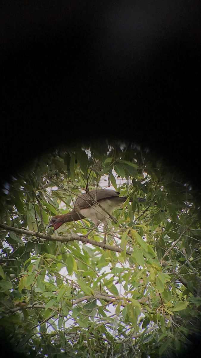 Chestnut-winged Chachalaca - Andres Merchan Gomez