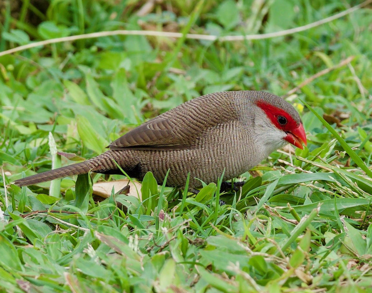 Common Waxbill - Steven Hunter