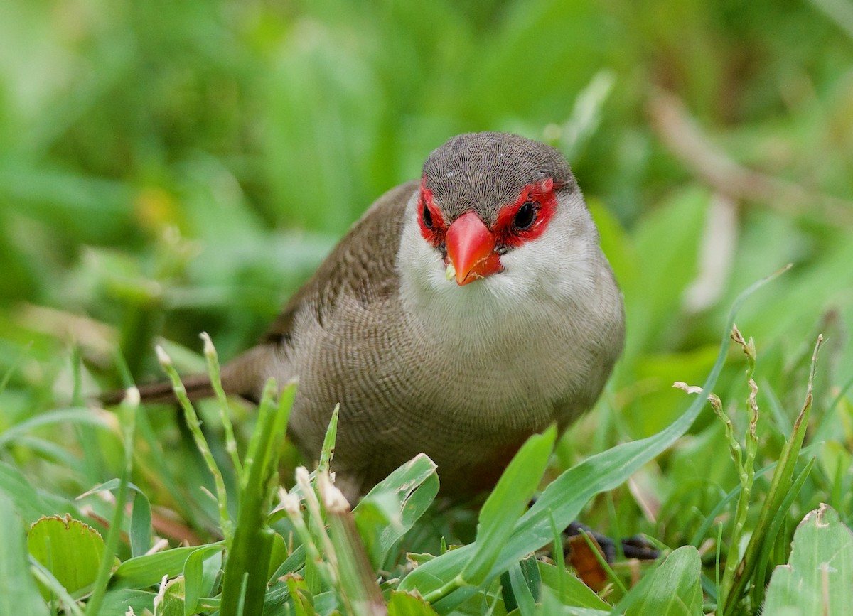 Common Waxbill - Steven Hunter