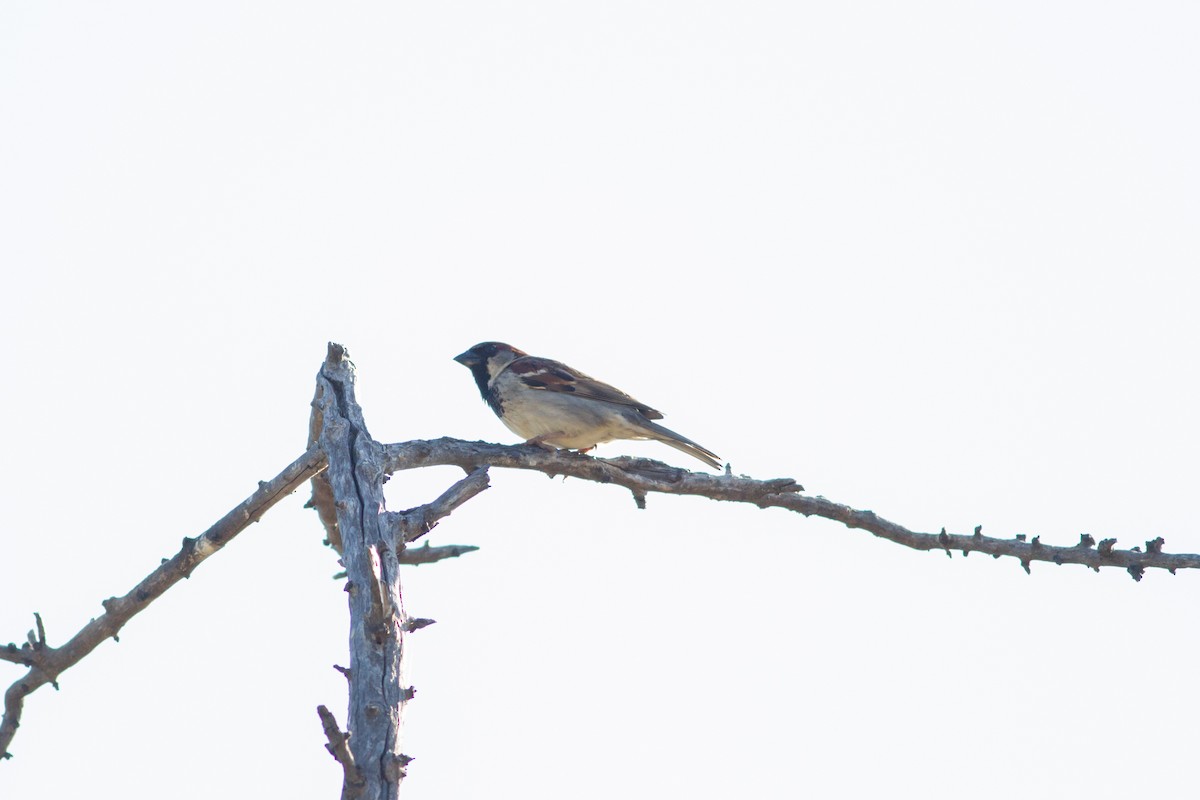 House Sparrow - ML98554101