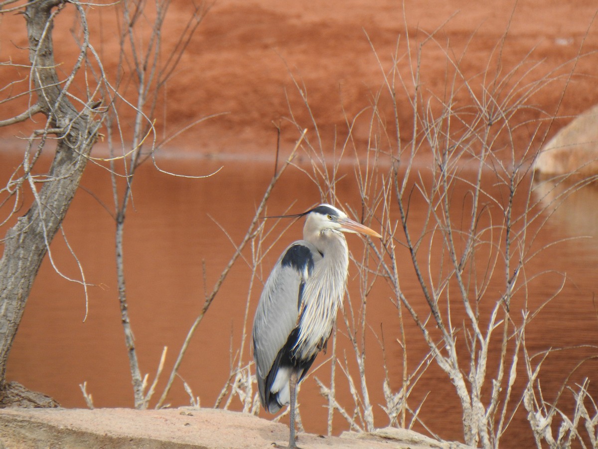 Great Blue Heron - ML98554931