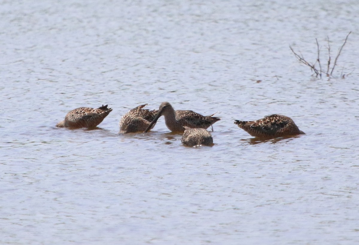 Long-billed Dowitcher - ML98555021