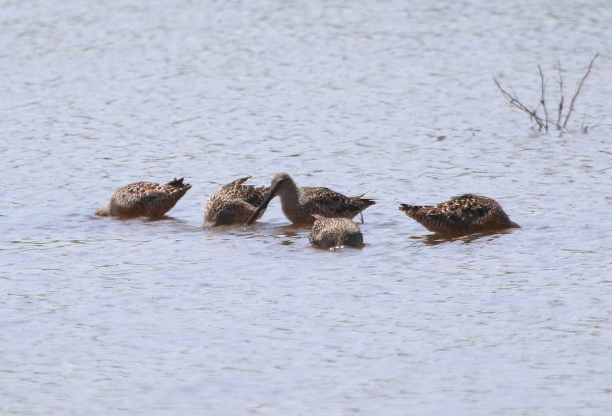 langnebbekkasinsnipe - ML98555021