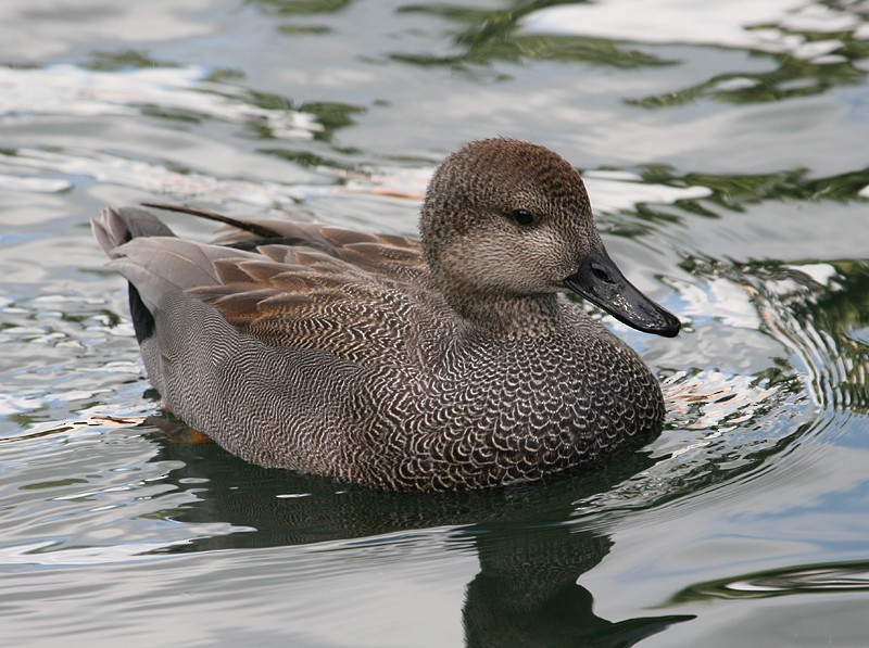 Gadwall - Michael Walther