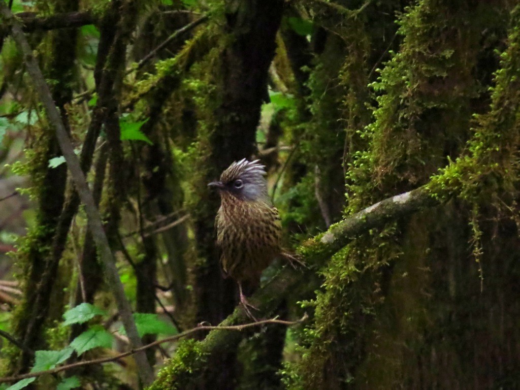 Streaked Barwing - Mark Smiles