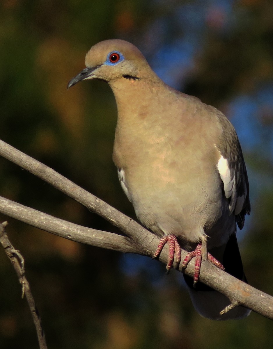 White-winged Dove - Diane Drobka