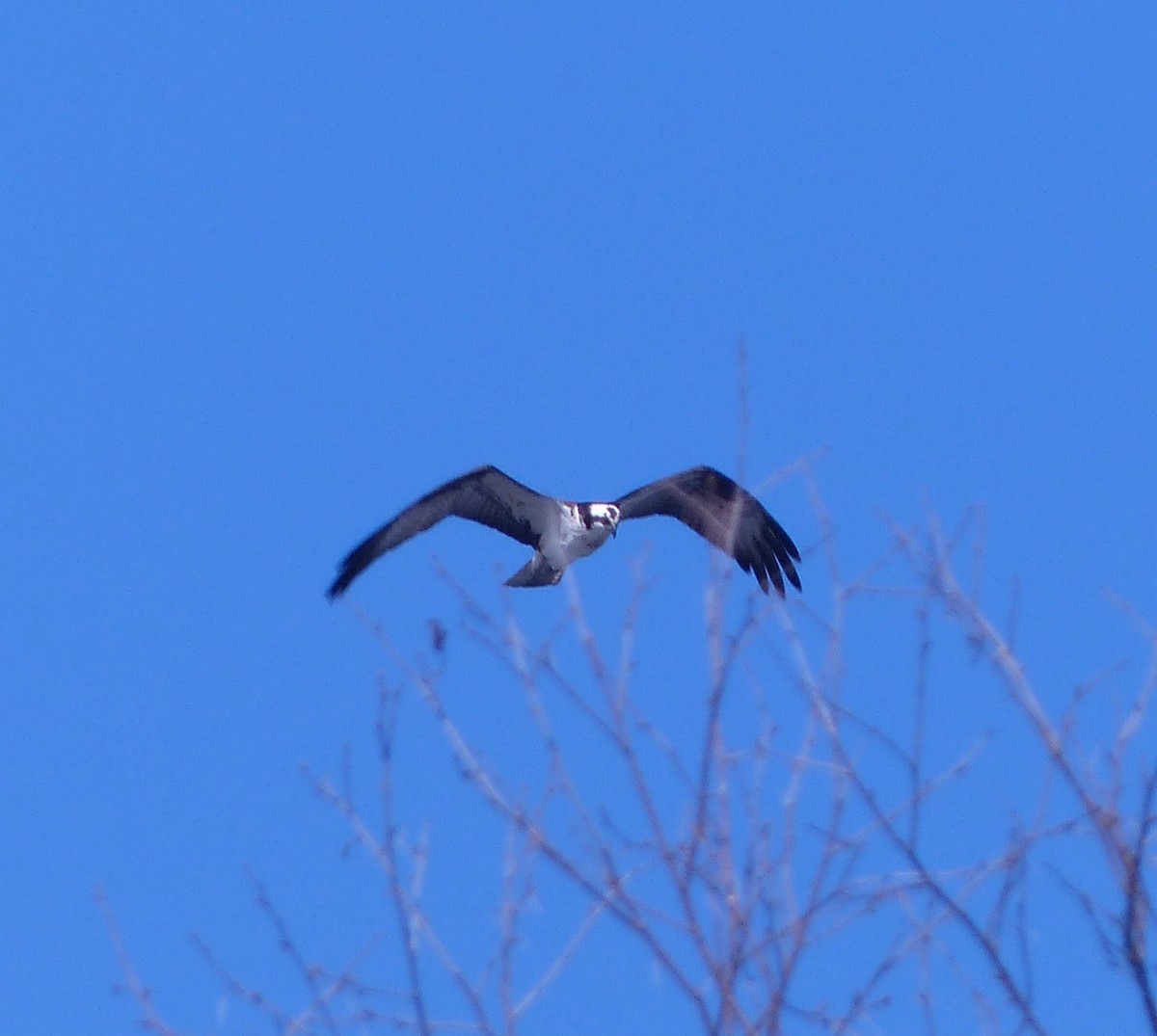 Osprey - ML98560931