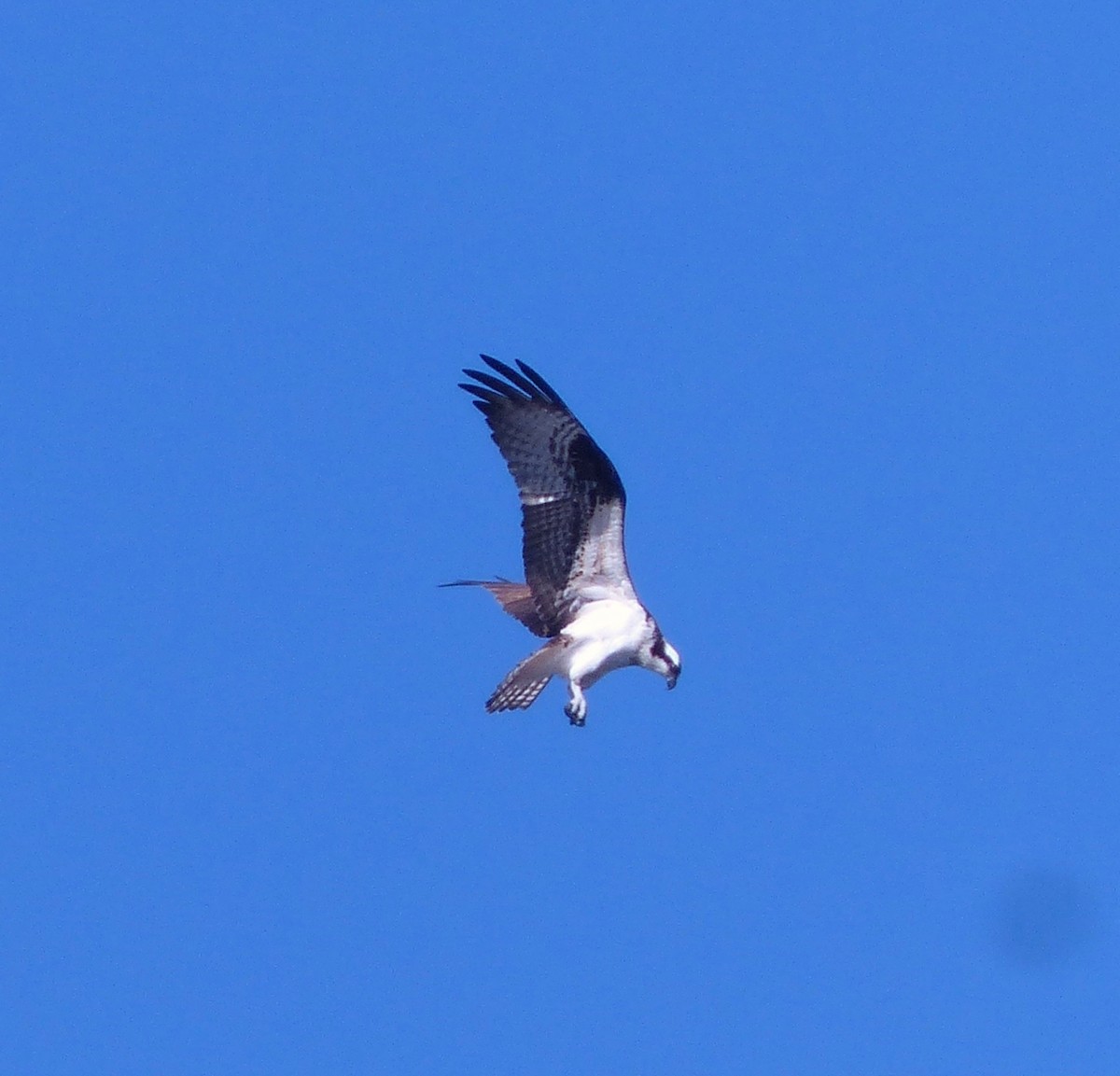 Osprey - ML98560981