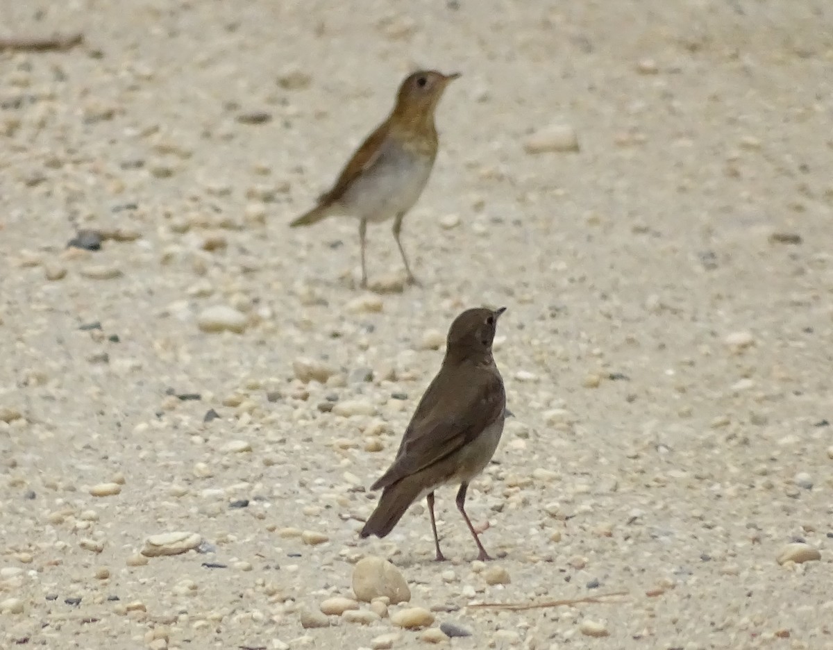 Gray-cheeked Thrush - ML98561491