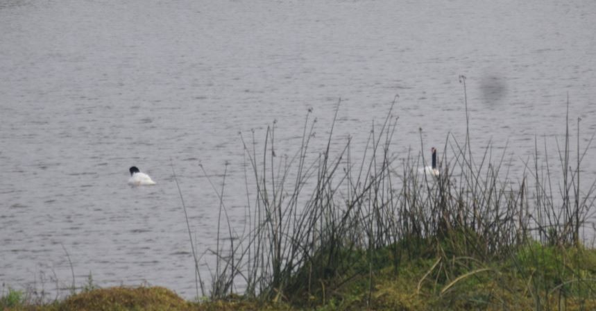 Black-necked Swan - ML98563411