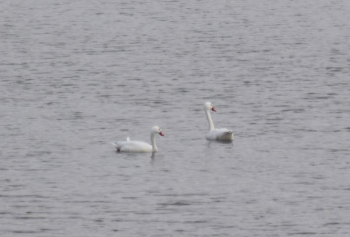 Coscoroba Swan - ML98563471