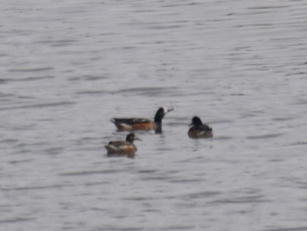 Chiloe Wigeon - ML98563561