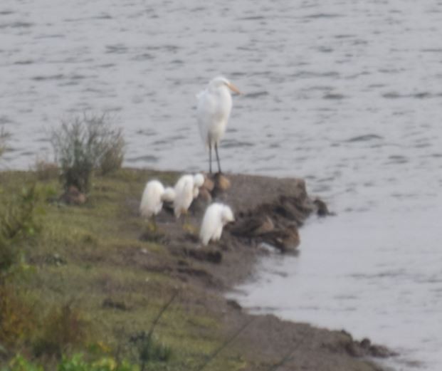 Snowy Egret - ML98563831