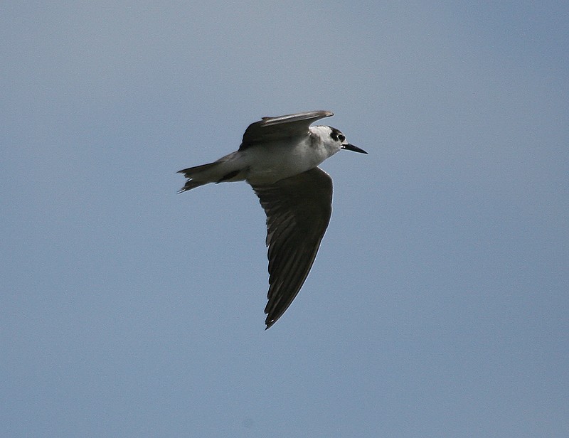 Black Tern - ML98563861