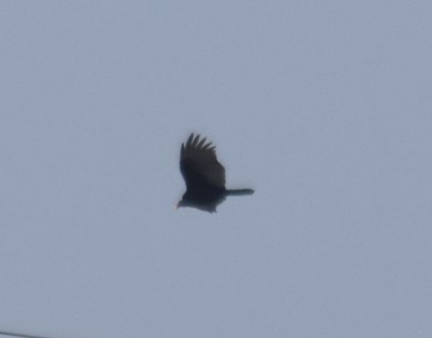 Turkey Vulture - ML98563941