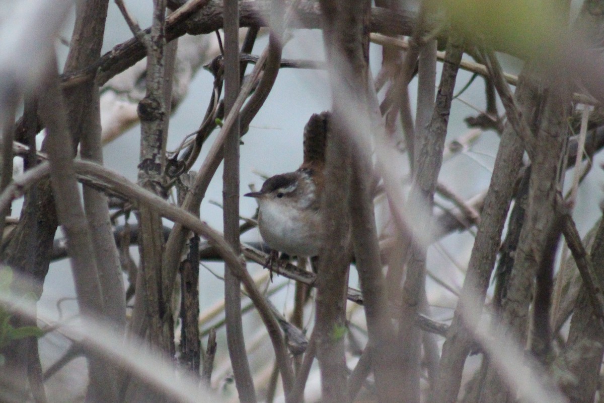 Marsh Wren - ML98564011