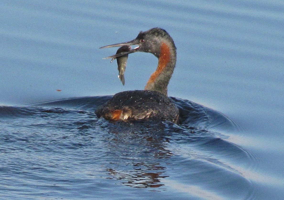 Great Grebe - ML98568301