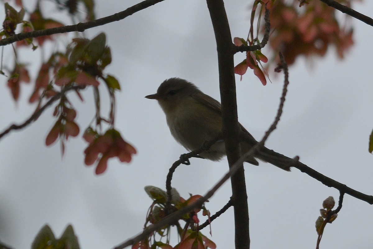 Warbling Vireo - ML98570851