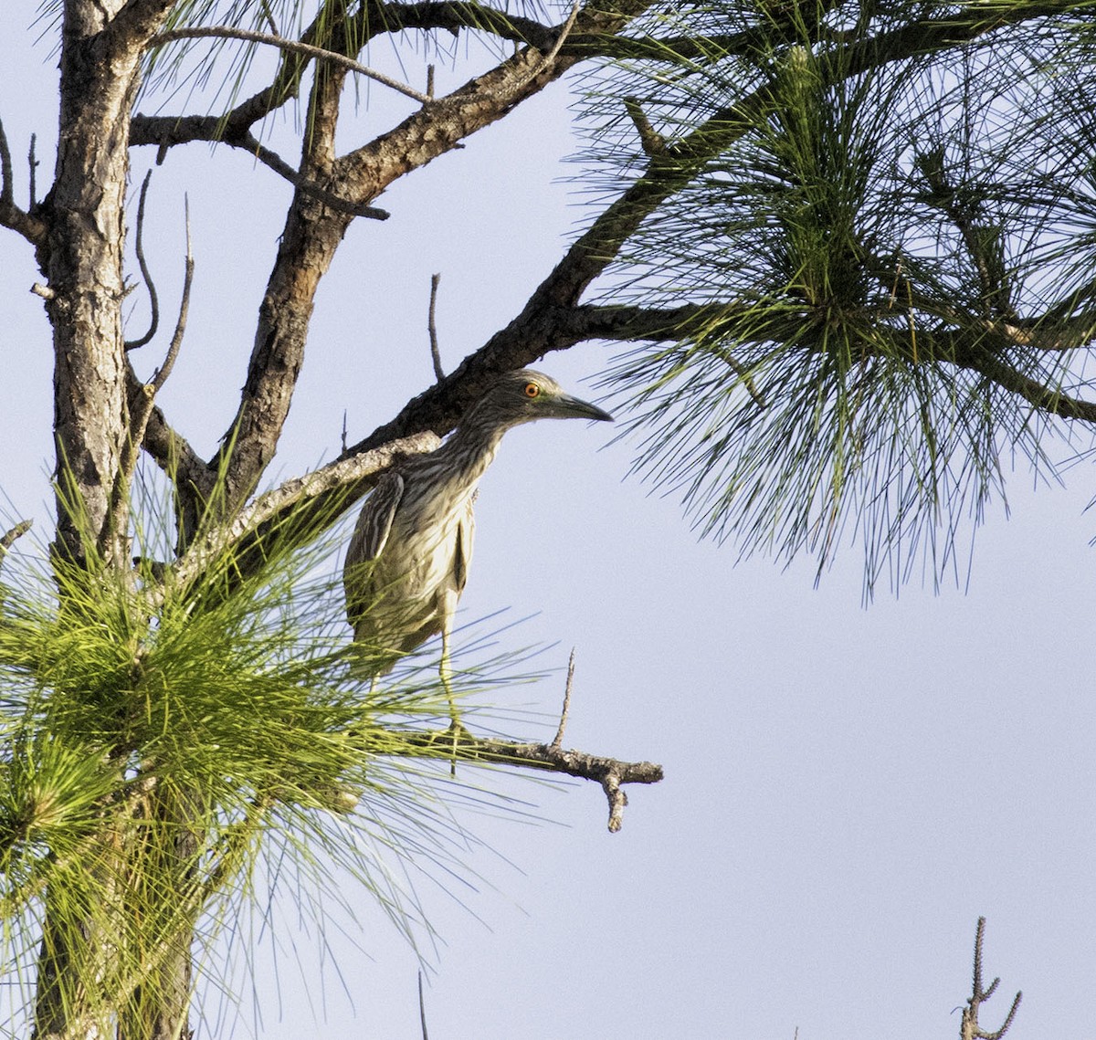 Yellow-crowned Night Heron - ML98572571