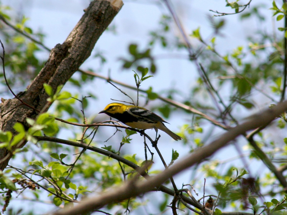 Black-throated Green Warbler - ML98574621