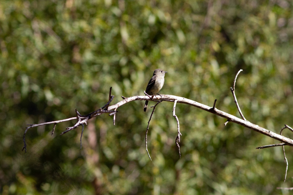 Hammond's Flycatcher - ML98574961