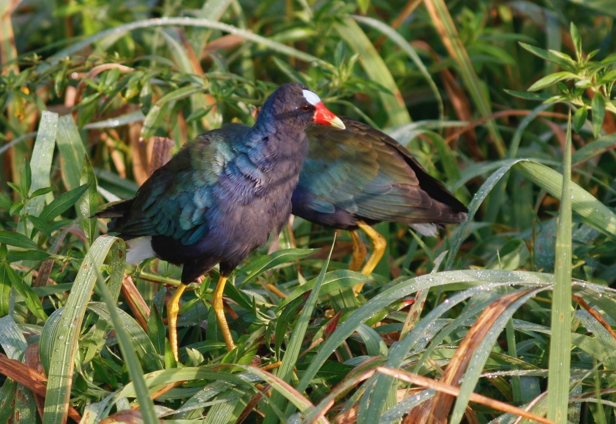 Purple Gallinule - ML98576951