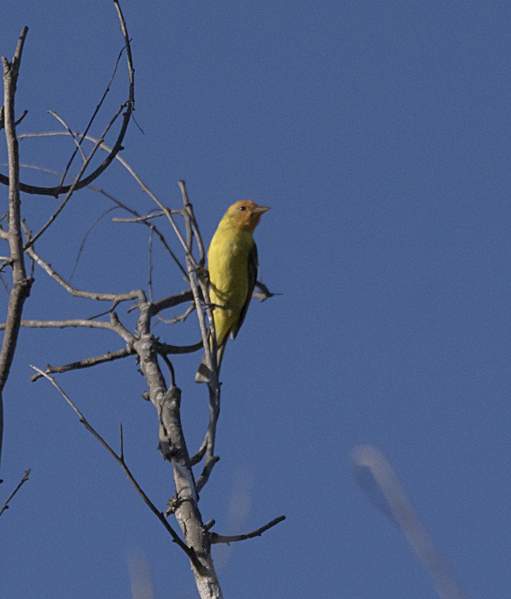 Western Tanager - ML98577141