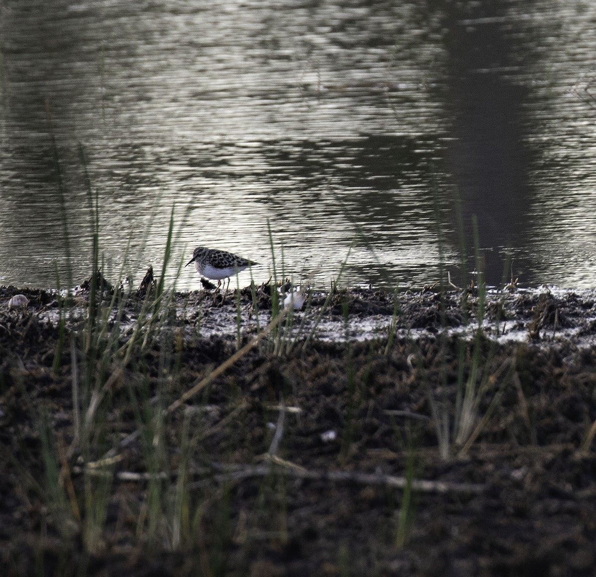 Least Sandpiper - ML98577891