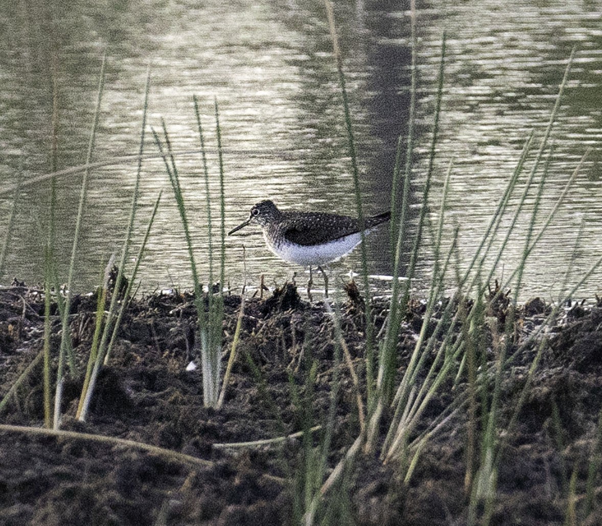 Solitary Sandpiper - ML98577981