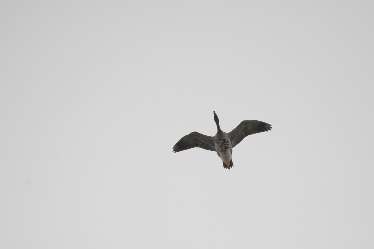 Greater White-fronted Goose - ML98578131