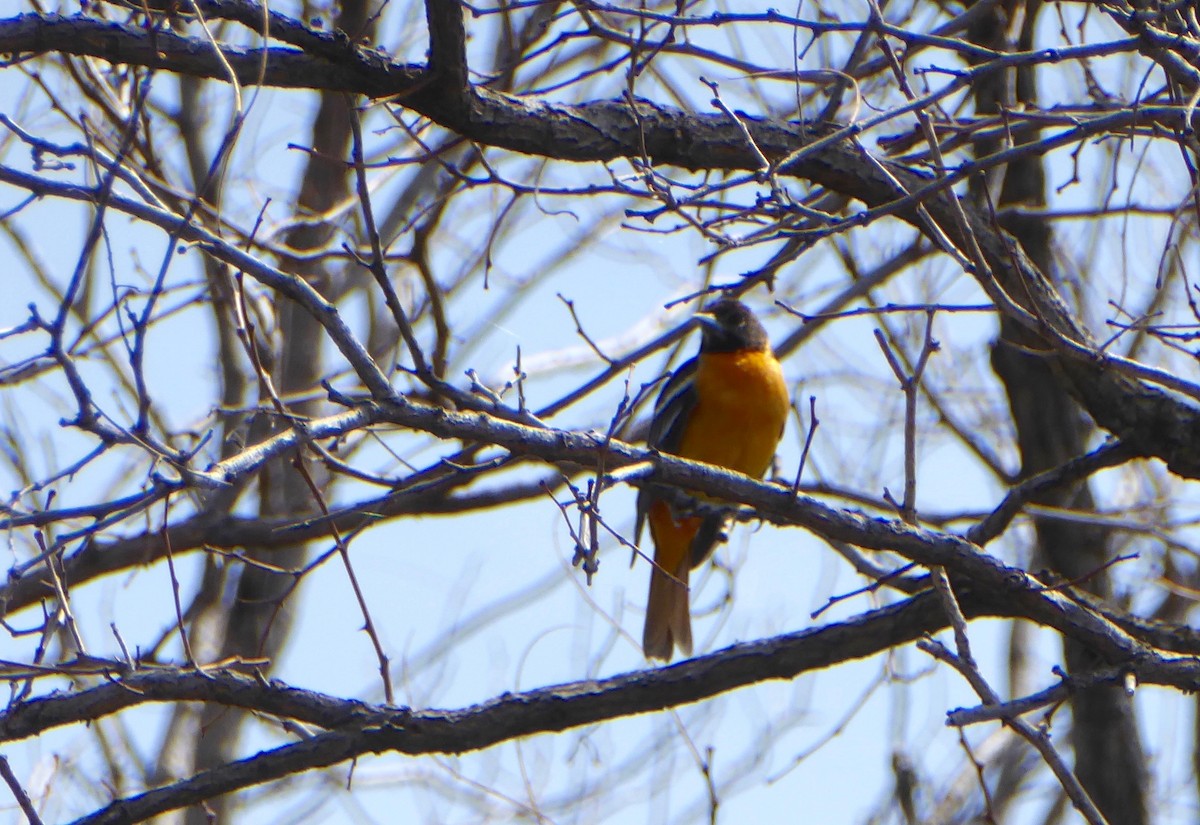 Baltimore Oriole - Janet Spiers