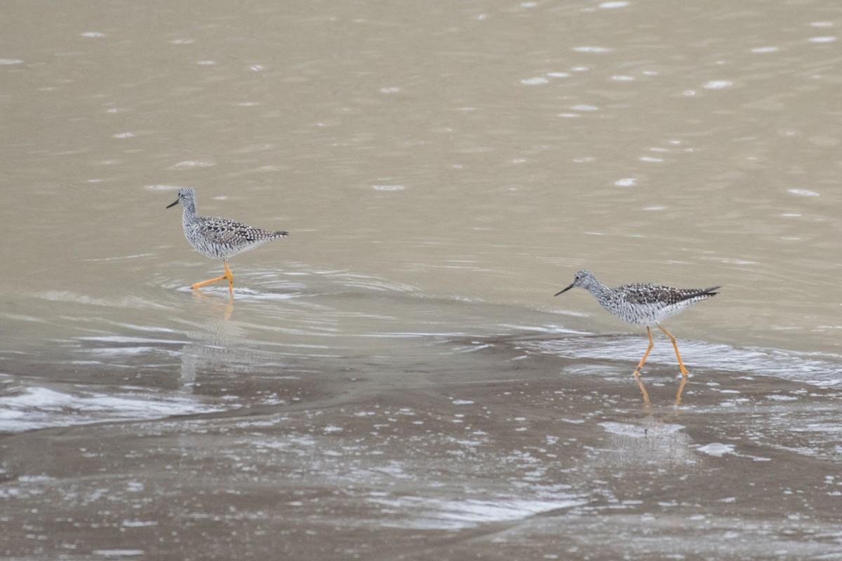 Greater Yellowlegs - ML98580731