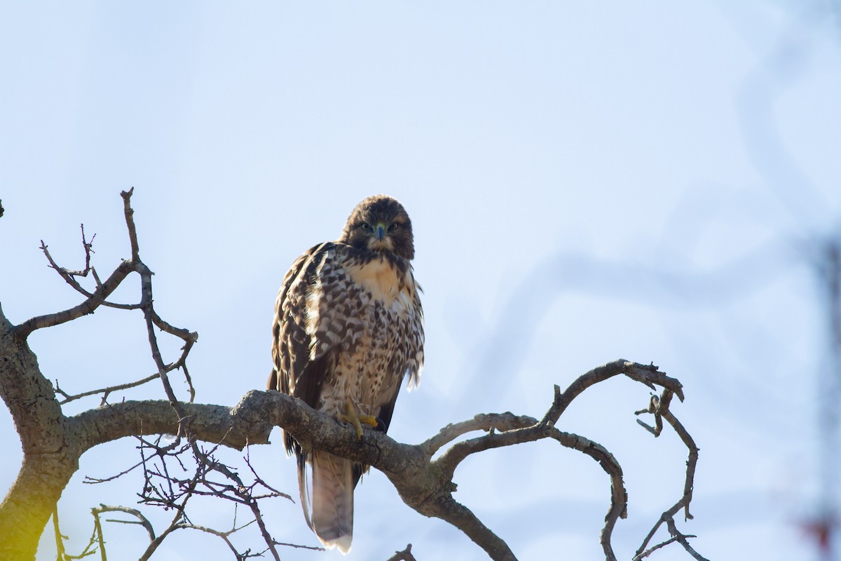 Red-tailed Hawk - ML98580801