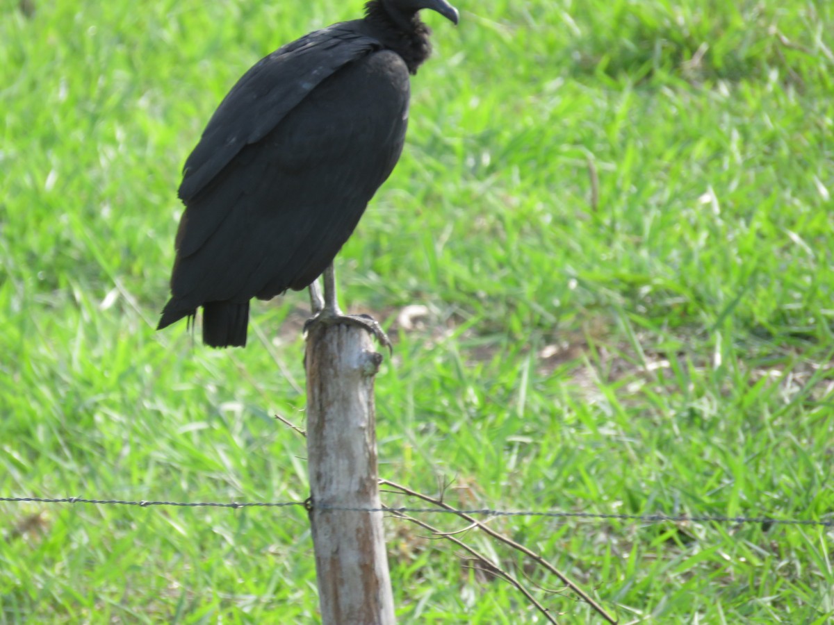 Black Vulture - ML98583301