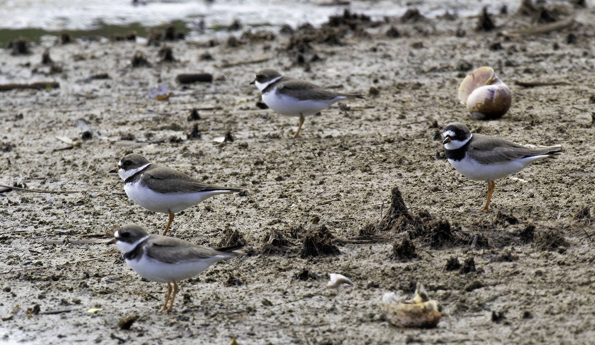 Semipalmated Plover - ML98583741