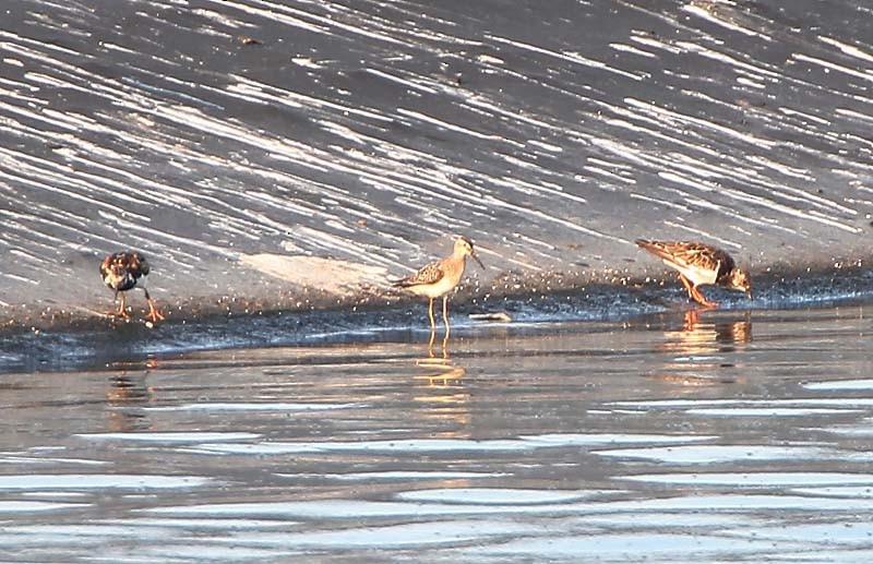 Stilt Sandpiper - Michael Walther