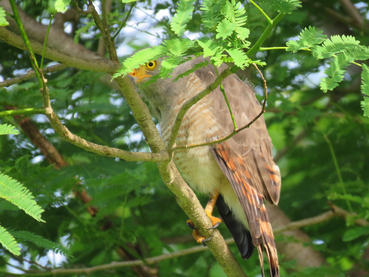 Roadside Hawk - ML98584291