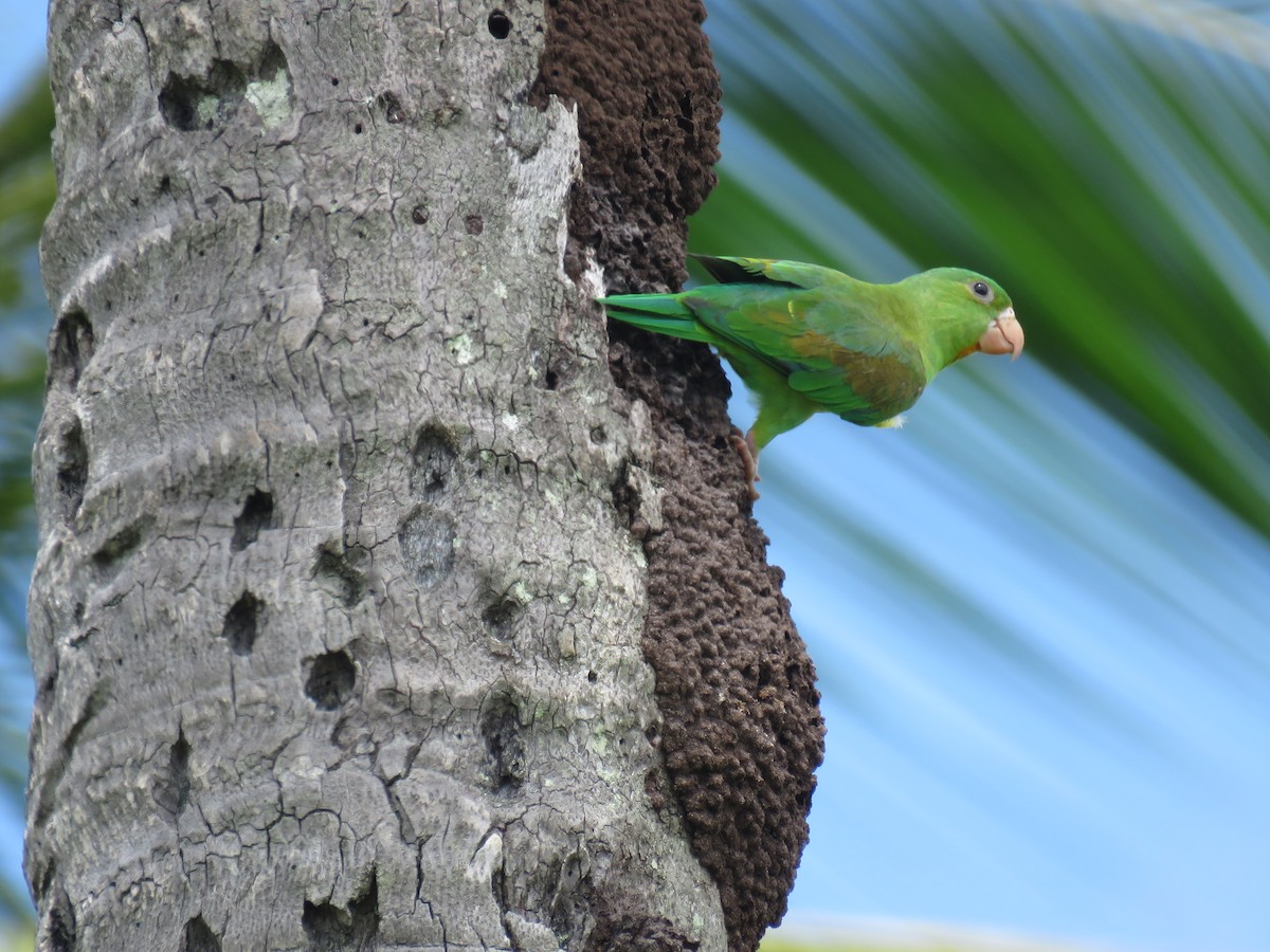 Orange-chinned Parakeet - ML98585801