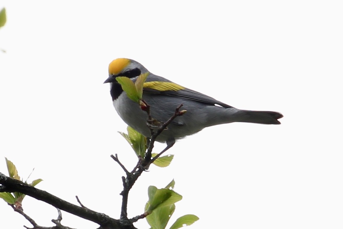 Golden-winged Warbler - Jeffrey Boland