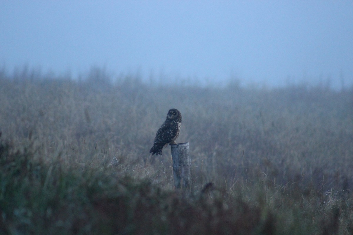 Short-eared Owl - ML98586661