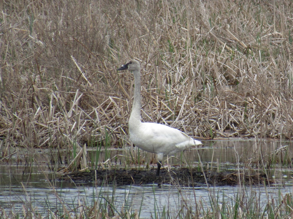 Tundra Swan - ML98587491