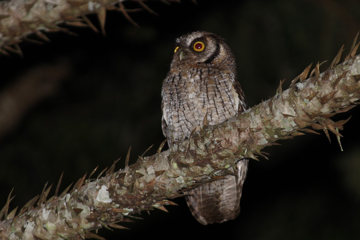 Tropical Screech-Owl - ML98587731