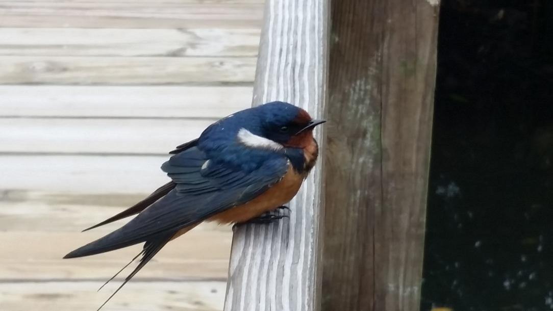 Barn Swallow - ML98588841