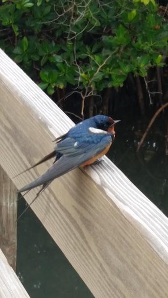 Barn Swallow - ML98588851