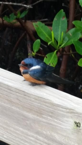 Асрын хараацай - ML98588871