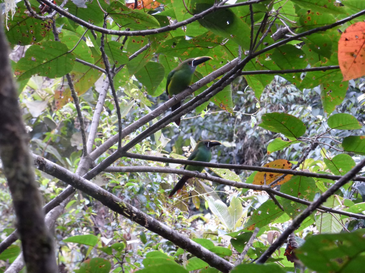 Southern Emerald-Toucanet - ML98588981