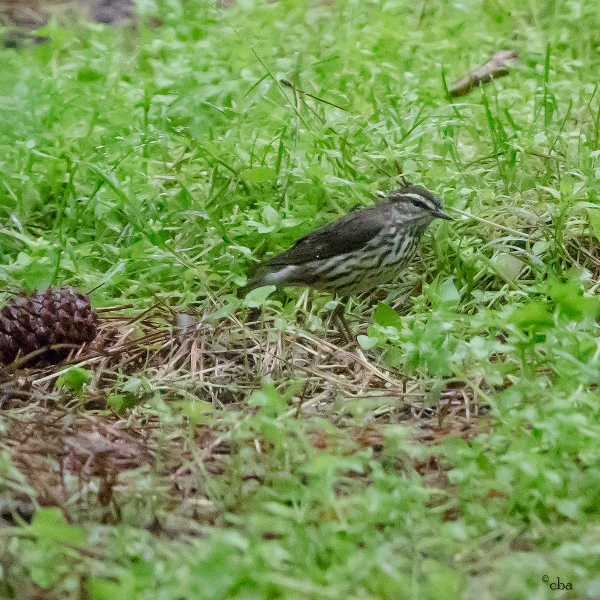 Northern Waterthrush - ML98589111