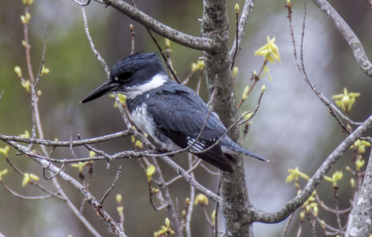 Belted Kingfisher - ML98590991