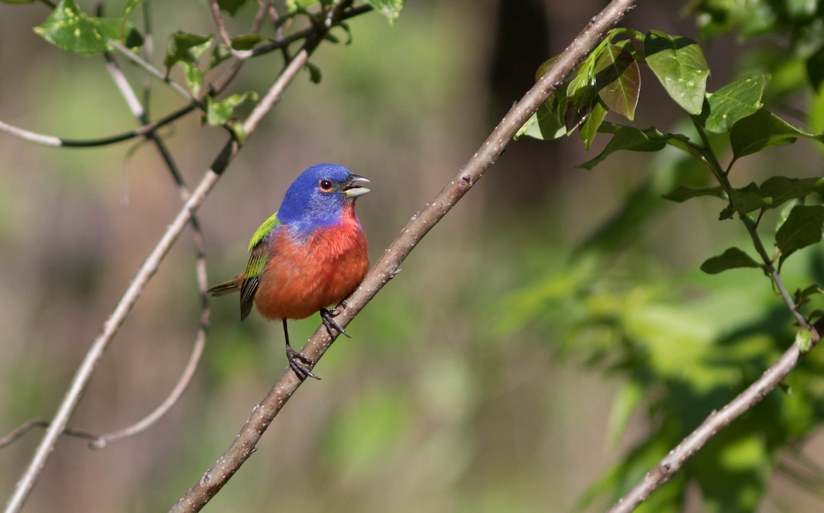 Painted Bunting - ML98591221